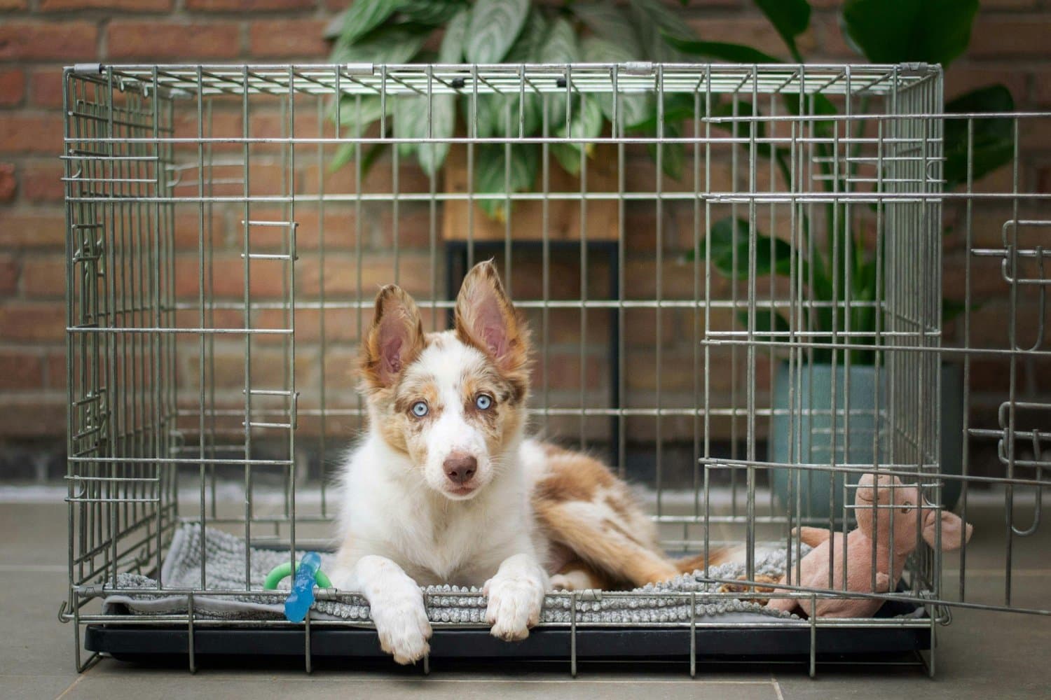 Dog Boarding & Kennels in Tampa, Florida