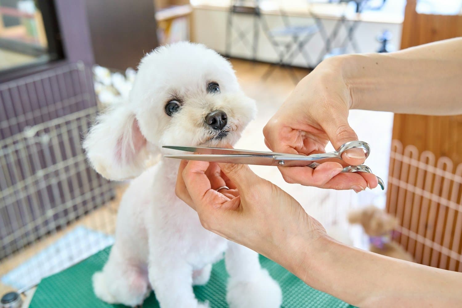 Small white dog getting a fur trim at a pet salon, representing local pet services in Tampa including pet sitting, dog walking, veterinary care, pet daycare, pet adoption and rescue, and dog training and obedience