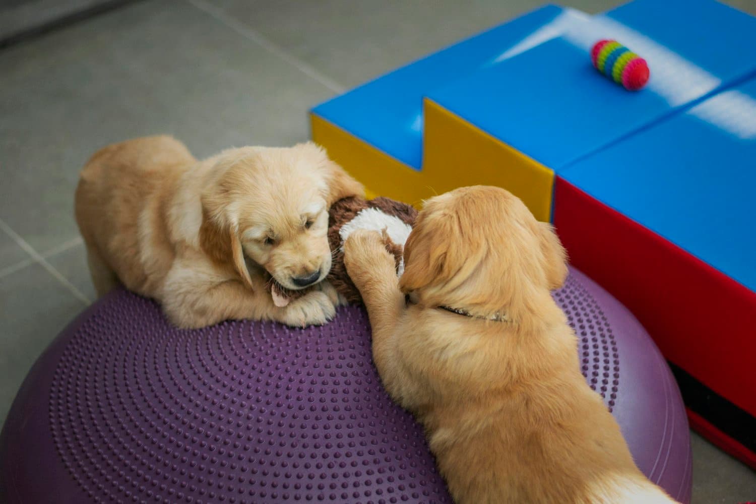 Pet Daycare Services in Tampa, Florida