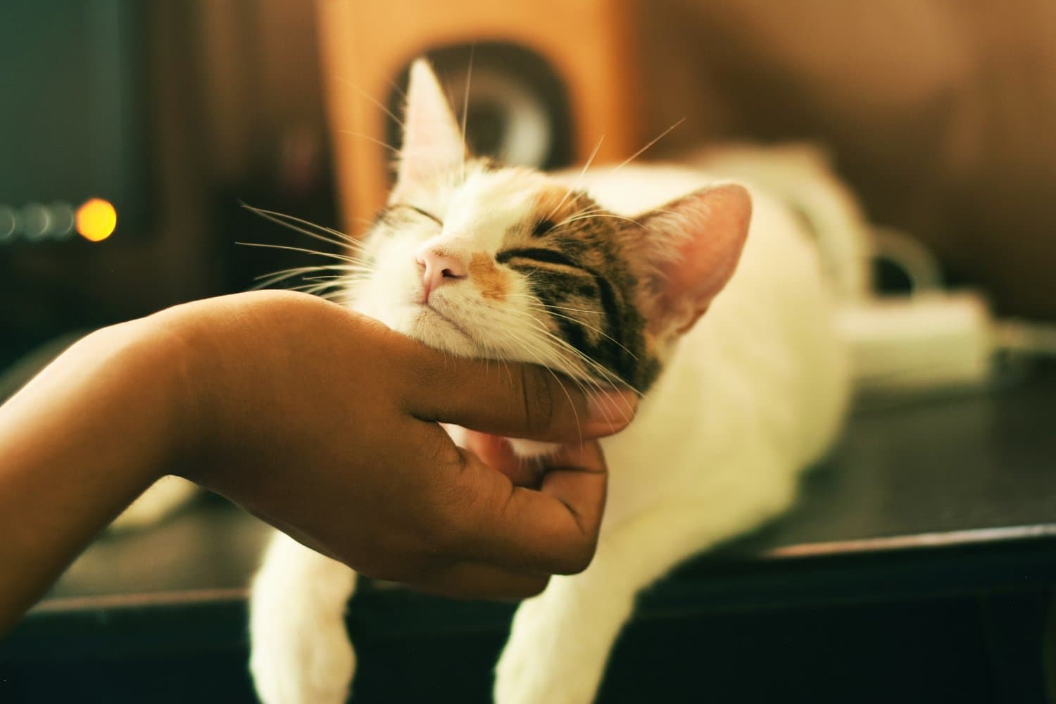 Pet Sitting & Dog Walking in Tampa, Florida