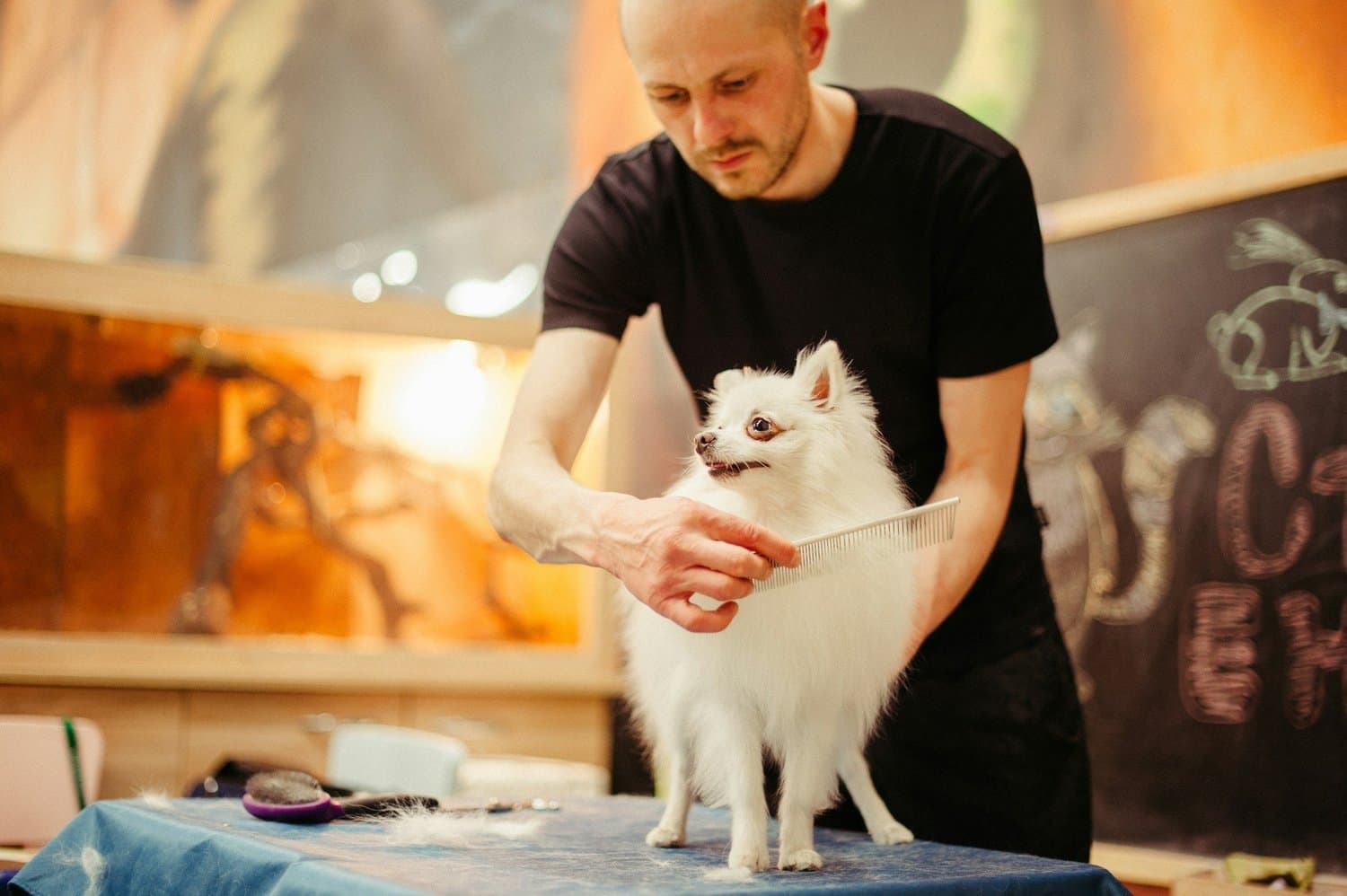 Grooming Services (Cats & Dogs) in Tampa, Florida