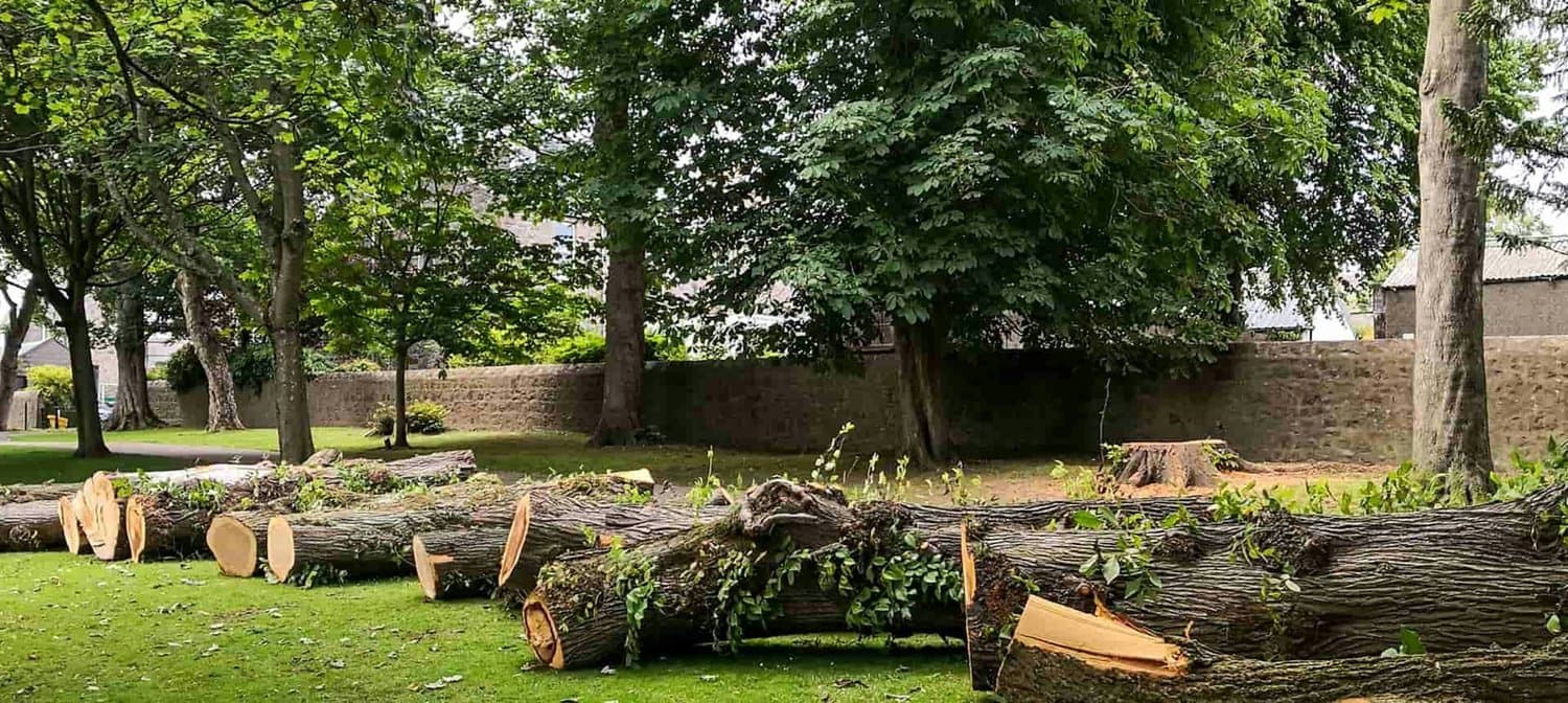 Alvarez Lawn Service, Inc., tree removal services in Tampa Bay, example 2