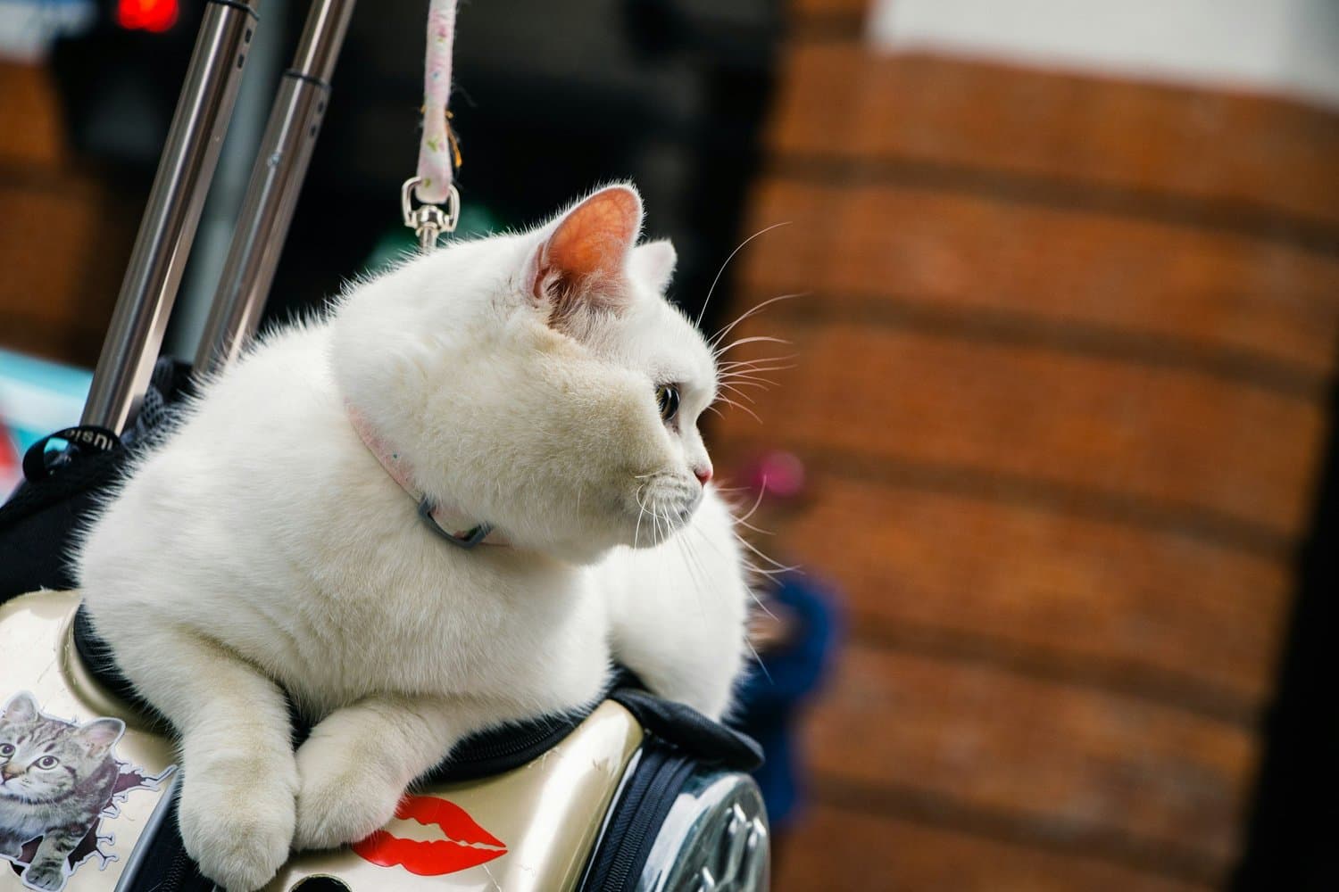 Pet Transportation Services in Tampa, Florida