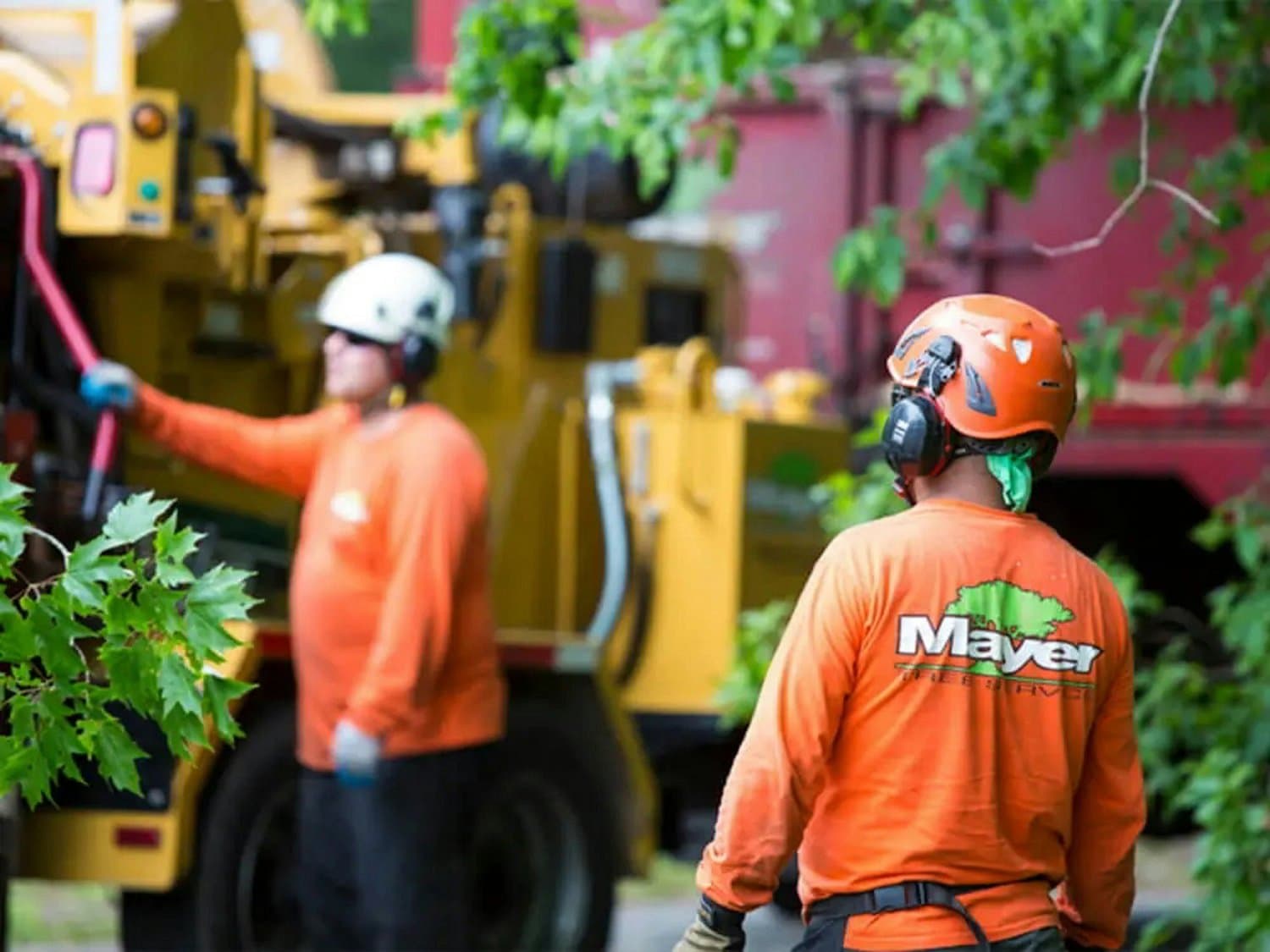 Tree Removal in Tampa, Florida