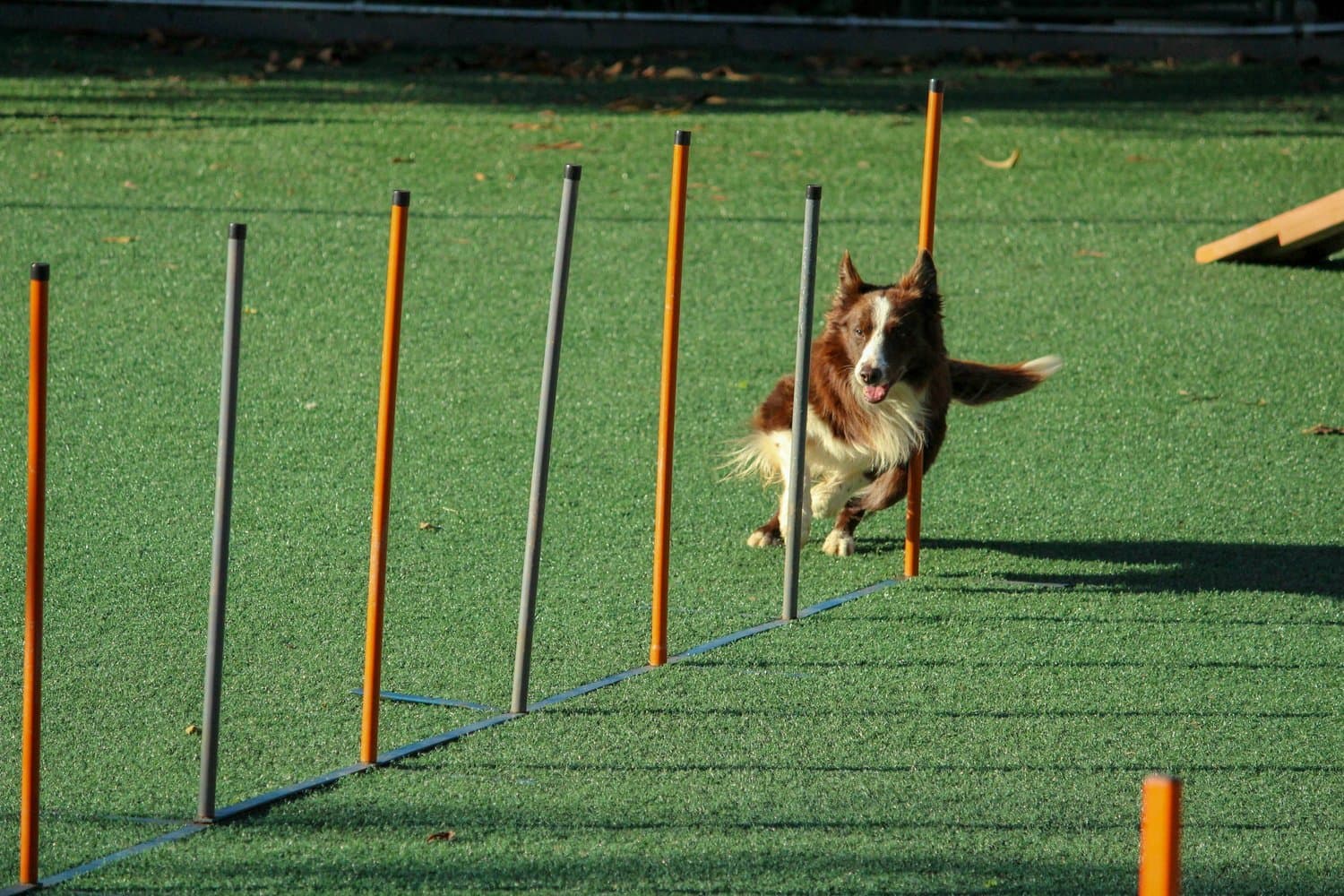 Dog Training & Obedience in Tampa, Florida